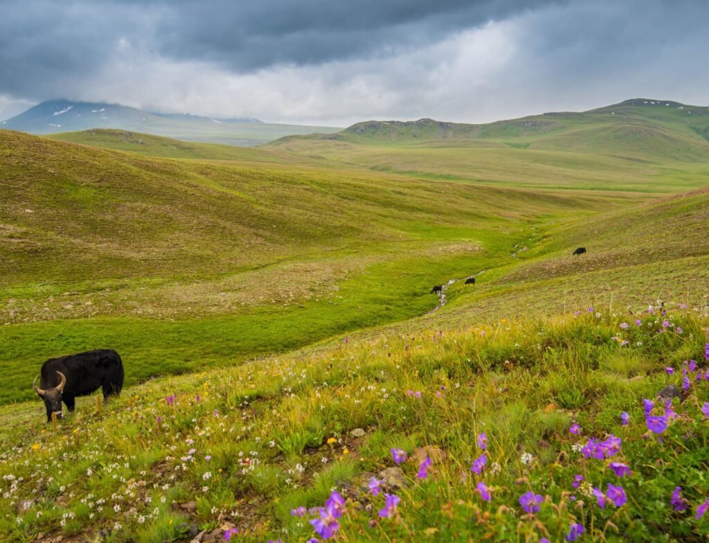 deosai
