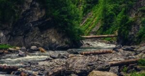 Sharan Forest Featured Image