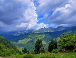 Sharan FOREST