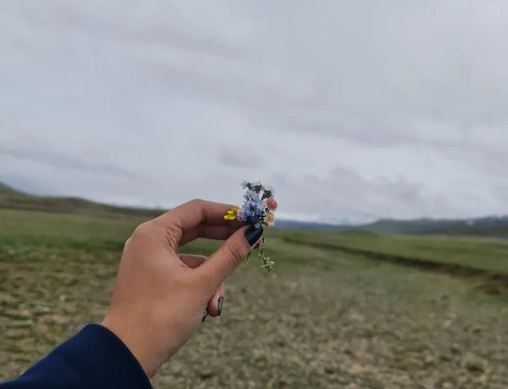 alpineflowers in deosai
