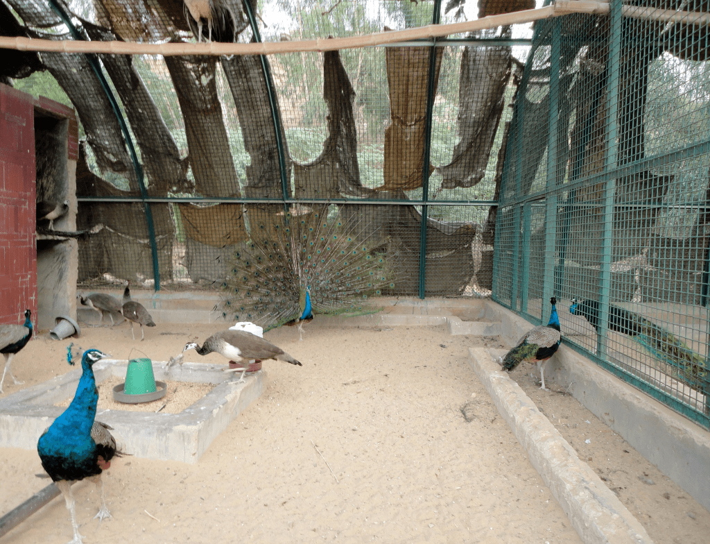 safariparkkarachiaviary