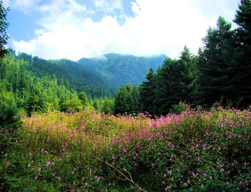sHARAN fOREST