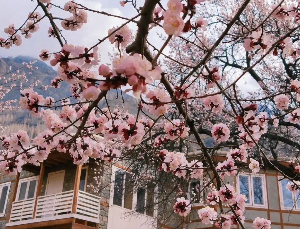 SerenaAltitHotel