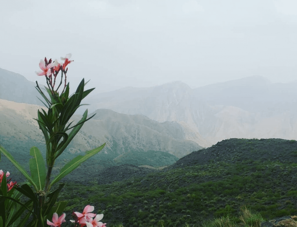 fort munro anari top