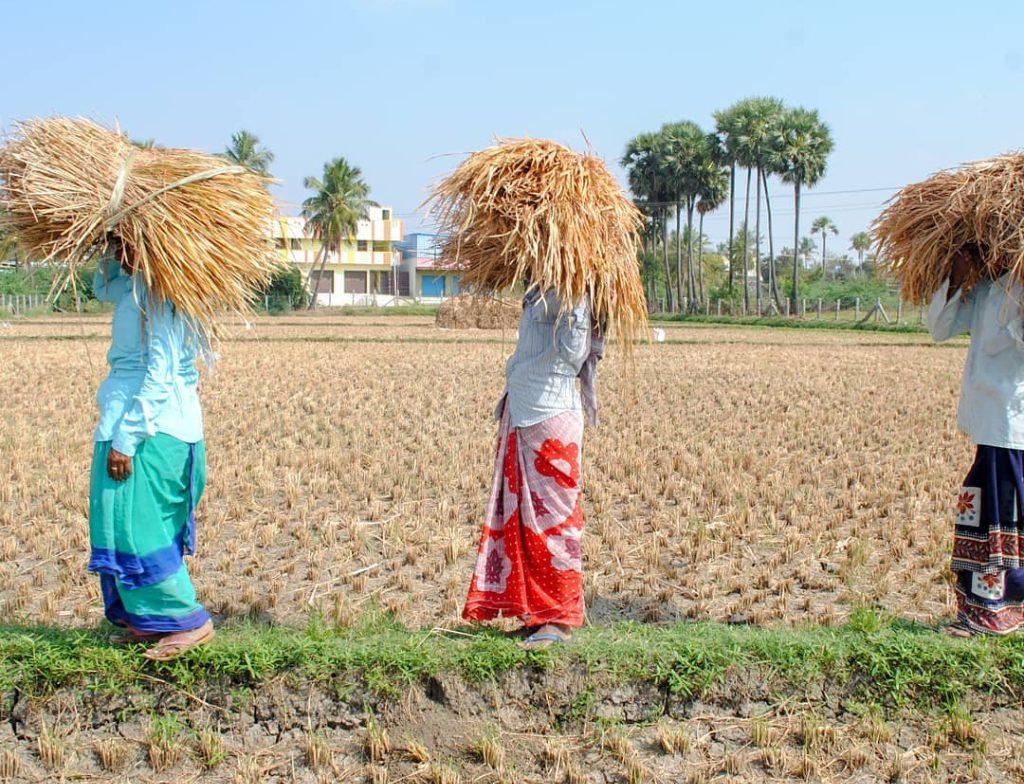 SIBI CULTURE