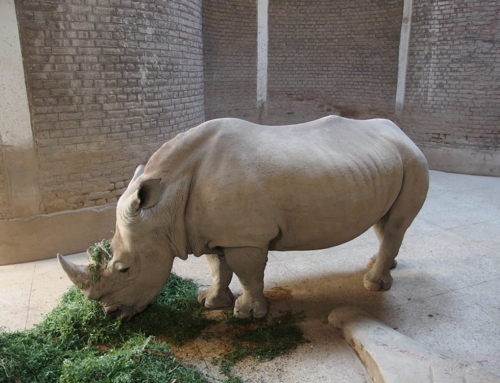 lahore zoo animals
