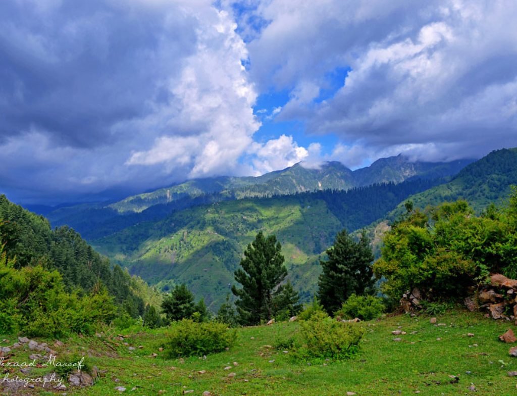sharan forest height