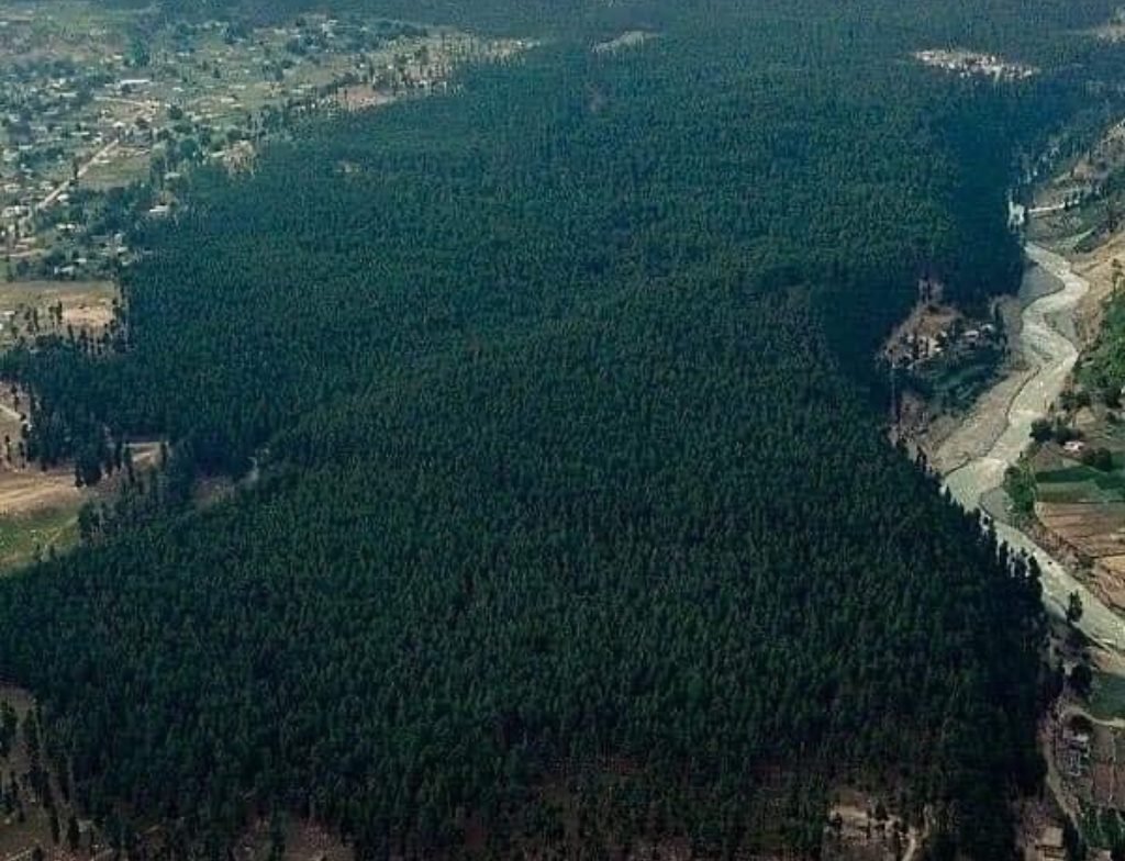 ushu forest