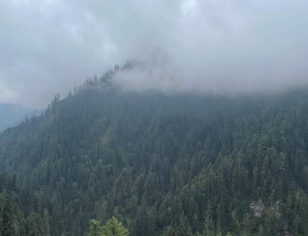 sharanforest weather