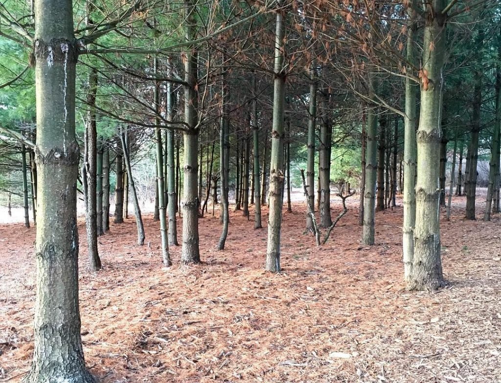 praire morainedogpark Off Leash Dog Areas