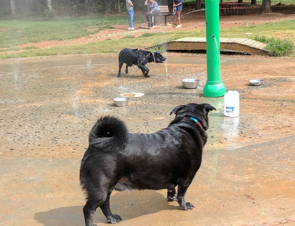 CHATTAPOOCHEEpark Off Leash Dog Areas