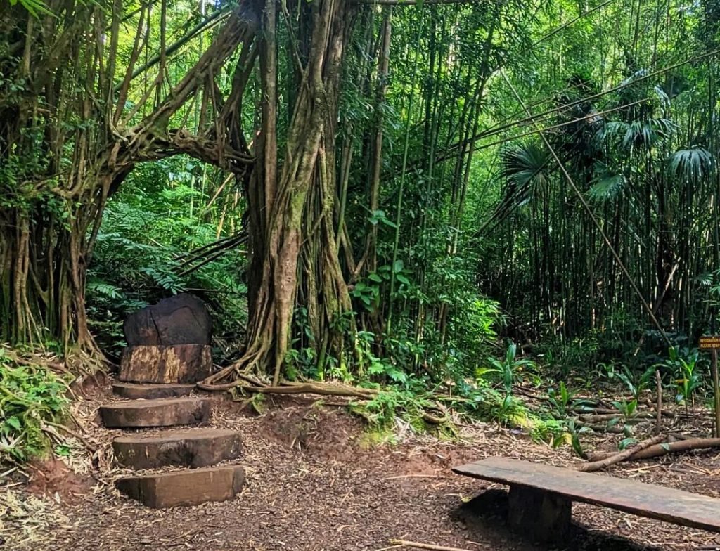 Manoa Falls hike