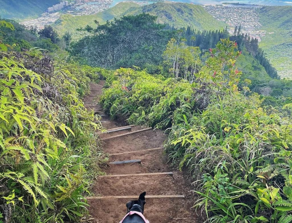 KULIOUOU RIDGE TRAIL oahu