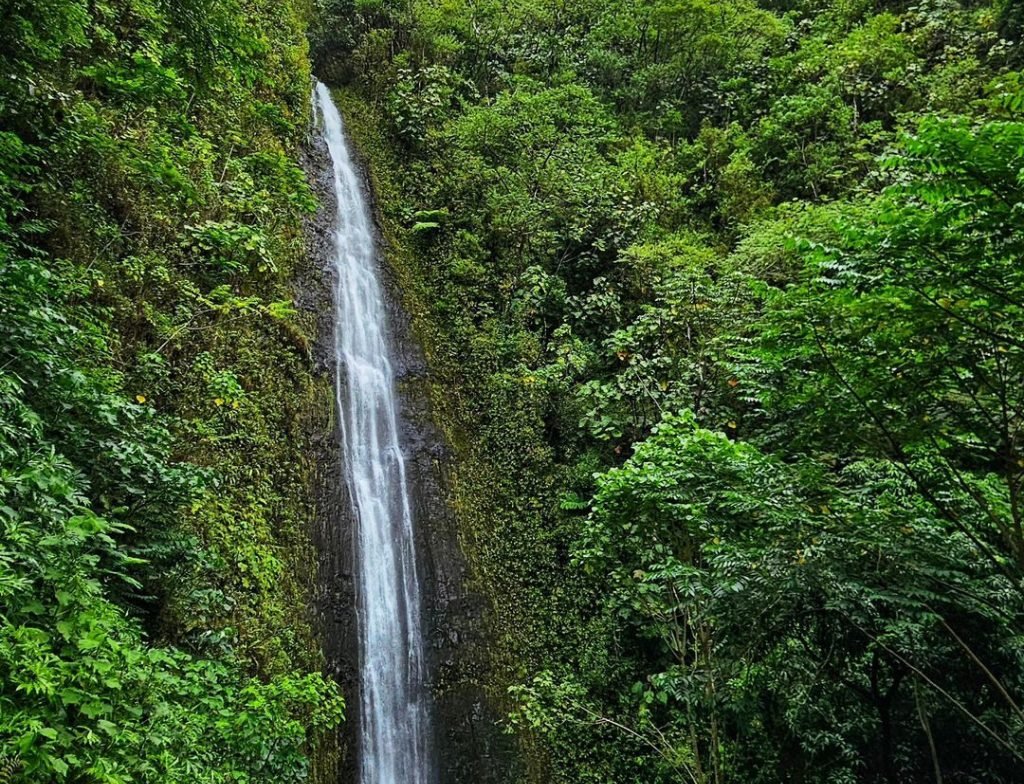 Manoa Falls Trail