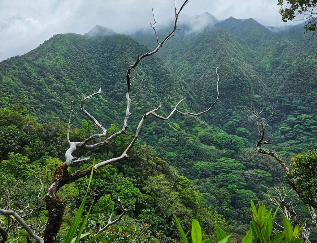 Manoa Falls Trail honolulu location