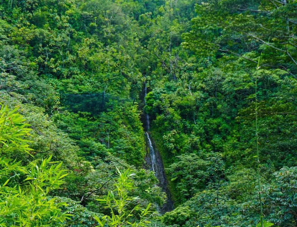 Manoa Falls Trail guided tour