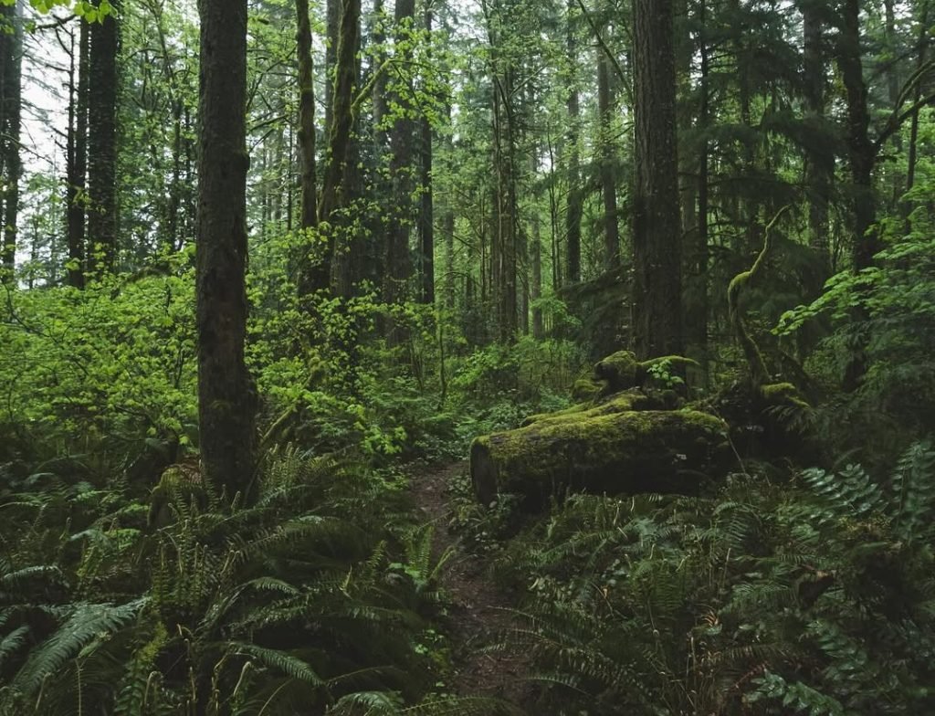 Abiqua Falls trailhead