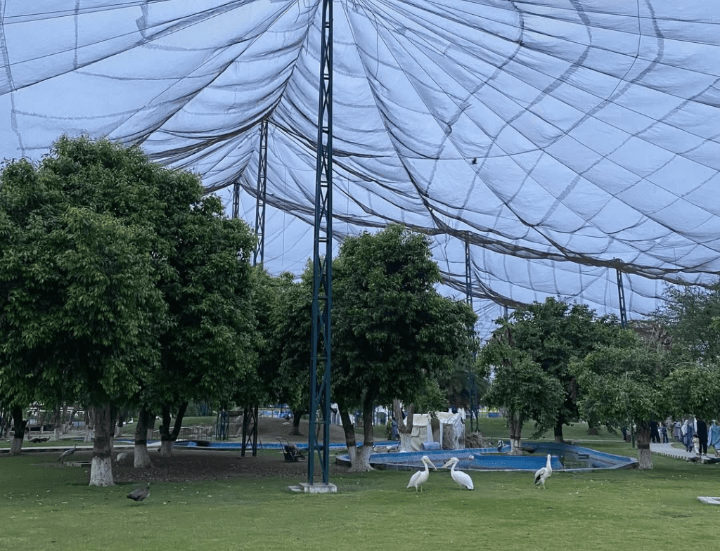 personal experience at safari park