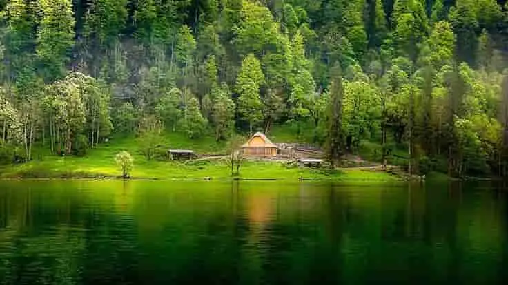 green scene